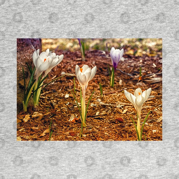 Spring Crocus 3 by Robert Alsop